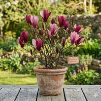 Magnolia Susan (Susan liliomfa)