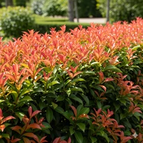 Korallberkenye 'Red Robin' 60-80 cm