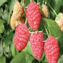 Folytontermő málna (Sugana)