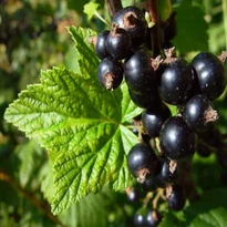  Fekete ribizli (bokor)