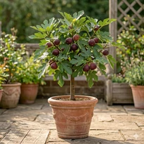 Ficus carica 'Little Miss Figgy' (törpe füge)