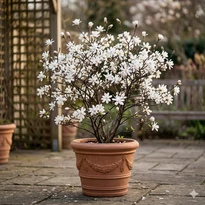 Magnolia kobus (Kobusi liliomfa)