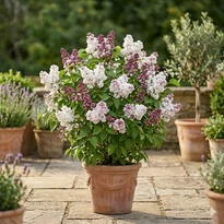 Syringa vulgaris(orgona)