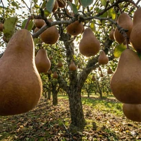 Bosc Kobak