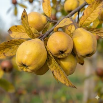 Konstantinápolyi birs (birskörte)