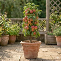 Malus d. 'McIntosh' (oszlopos alma)