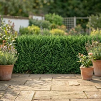 Cupressocyparis leylandii (80-100cm)