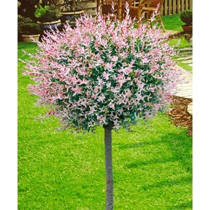 Salix integra’Hakuro Nishiki’  tarka lev. japánfűz