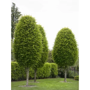 Carpinus betulus ’Fastigiata’  - oszlopos gyertyán