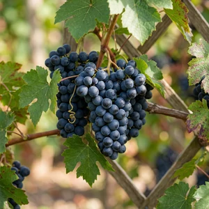 'Boskoop Glory' (rezisztens szőlő)