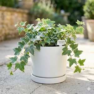 A Hedera helix 'Glacier' (Borostyán)