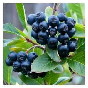 Fekete törpeberkenye (Viking)