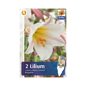 LILIUM TRUMPET REGALE 2DB/CSOM