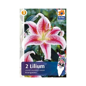 LILIUM ORIENTAL STARGAZER 2DB/CSOM