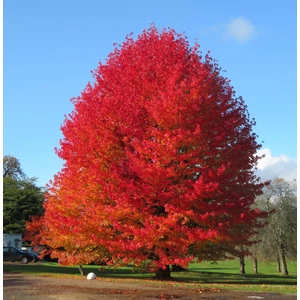 Amerikai ámbrafa (Liquidambar styraciflua) 150-170 cm