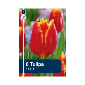 TULIPÁN FRINGED FABIO 6DB/CSOM