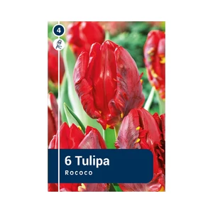 TULIPÁN PARROT ROCOCO 6DB/CSOM