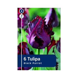 TULIPÁN PARROT BLACK 6DB/CSOM
