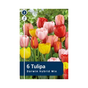 TULIPÁN DARWIN HYBRID MIX 6DB/CSOM