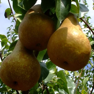 Bosc Kobak
