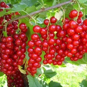 Piros ribizli (bokor)