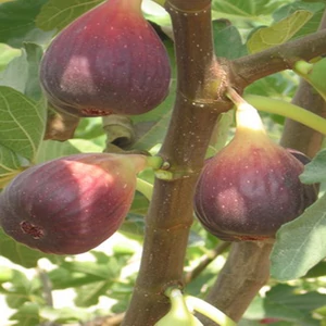 Szahara füge (rózsaszín füge)