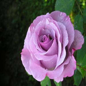 Sissi