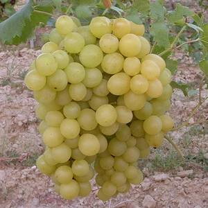 Szőlőskertek királynője