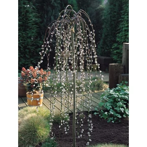 Salix caprea ’Pendula’ - barkafűz