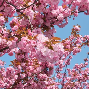 Prunus serrulata Kanzan - Japán díszcseresznye