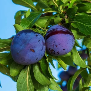 Laroda japán szilva