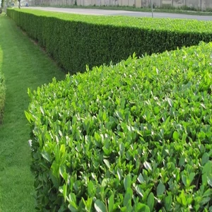 Ligustrum ovalifolium ‘Green Diamond’ – fagyal (25Db)
