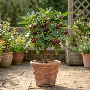 Ficus carica 'Little Miss Figgy' (törpe füge)