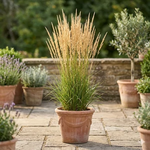 Calamagrostis acut. 'Karl Foerster' (nádtippan)