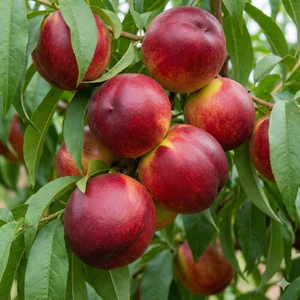 Andosa (kopaszbarack)