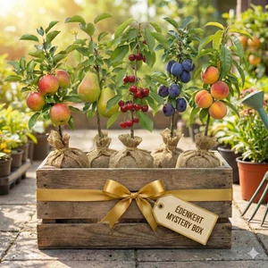 ÉdenKert Mystery Box