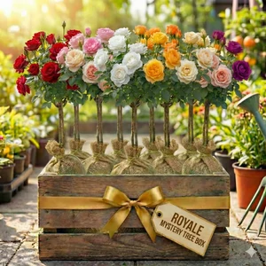 Royale Mystery Tree Box