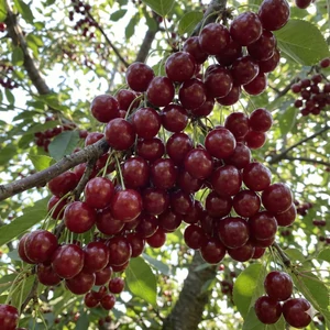  Újfehértói fürtös