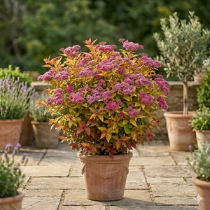 Spiraea japonica 'Firelight' (gyöngyvessző)