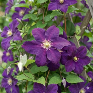 Clematis ‘Jackmanii’