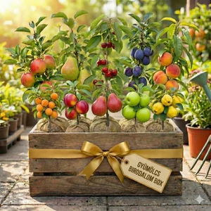 Gyümölcs Birodalom Box