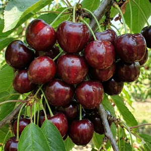 Hedelfingeni óriás