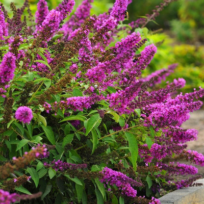Buddleja davidii 'Black Knight' (Mélylila nyári orgona)