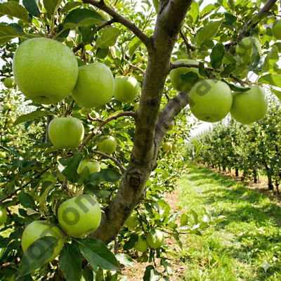 Granny Smith