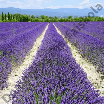 Lavandula int. 'Phenomenal' (Phenomenal hibrid levendula)