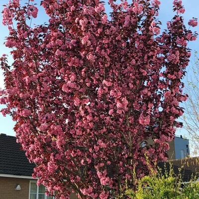 Prunus serrulata 'Royal Burgundy' - Bordó levelű díszcseresznye