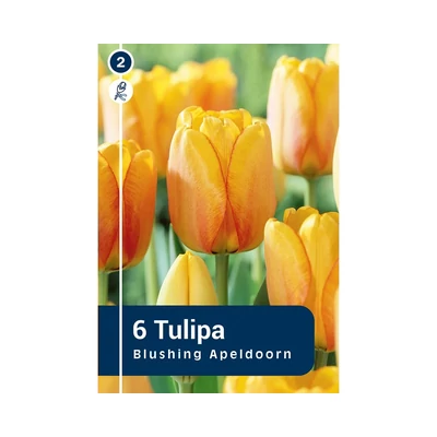 TULIPÁN DARWIN HYBRID BLUSHING APELDOORN 6DB/CSOM