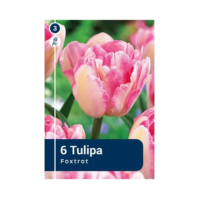 TULIPÁN DOUBLE EARLY FOXTROT 6DB/CSOM