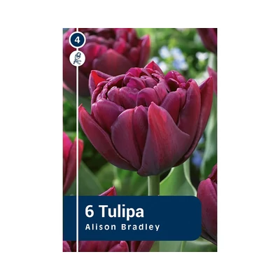 TULIPÁN DOUBLE EARLY ALISON BRADLEY 6DB/CSOM