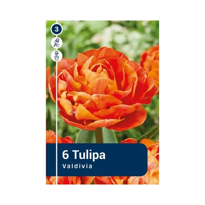 TULIPÁN DOUBLE EARLY VALDIVIA 6DB/CSOM
